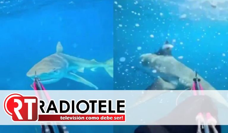 Tiburón “amigable” dio tremendo susto a pescador