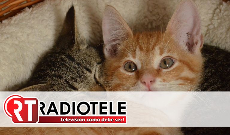 ¿Qué es la leucemia felina y cómo podemos proteger a nuestros gatos de esta enfermedad mortal?