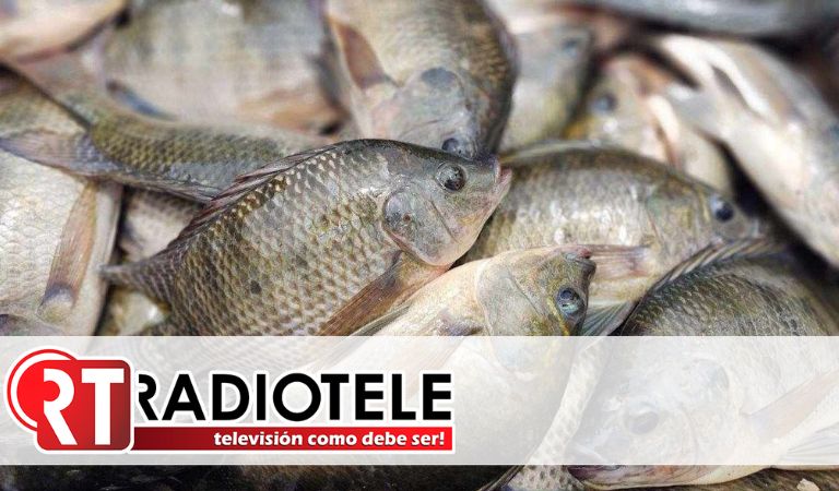 Cuaresma 2025: compra a bajo costo pescado fresco directo de productores michoacanos