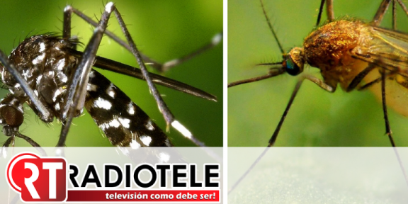 ¿Cómo diferenciar la fiebre amarilla del dengue? Aquí le explicamos