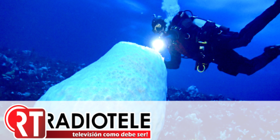 El ser vivo hallado en el Pacífico que sorprende a la ciencia: lleva más de 400 años creciendo bajo el mar
